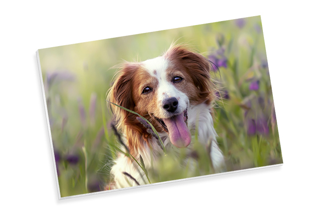 Foto en cartón pluma